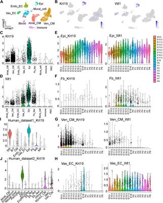 Keratin 19 (Krt19) is a novel marker gene for epicardial cells